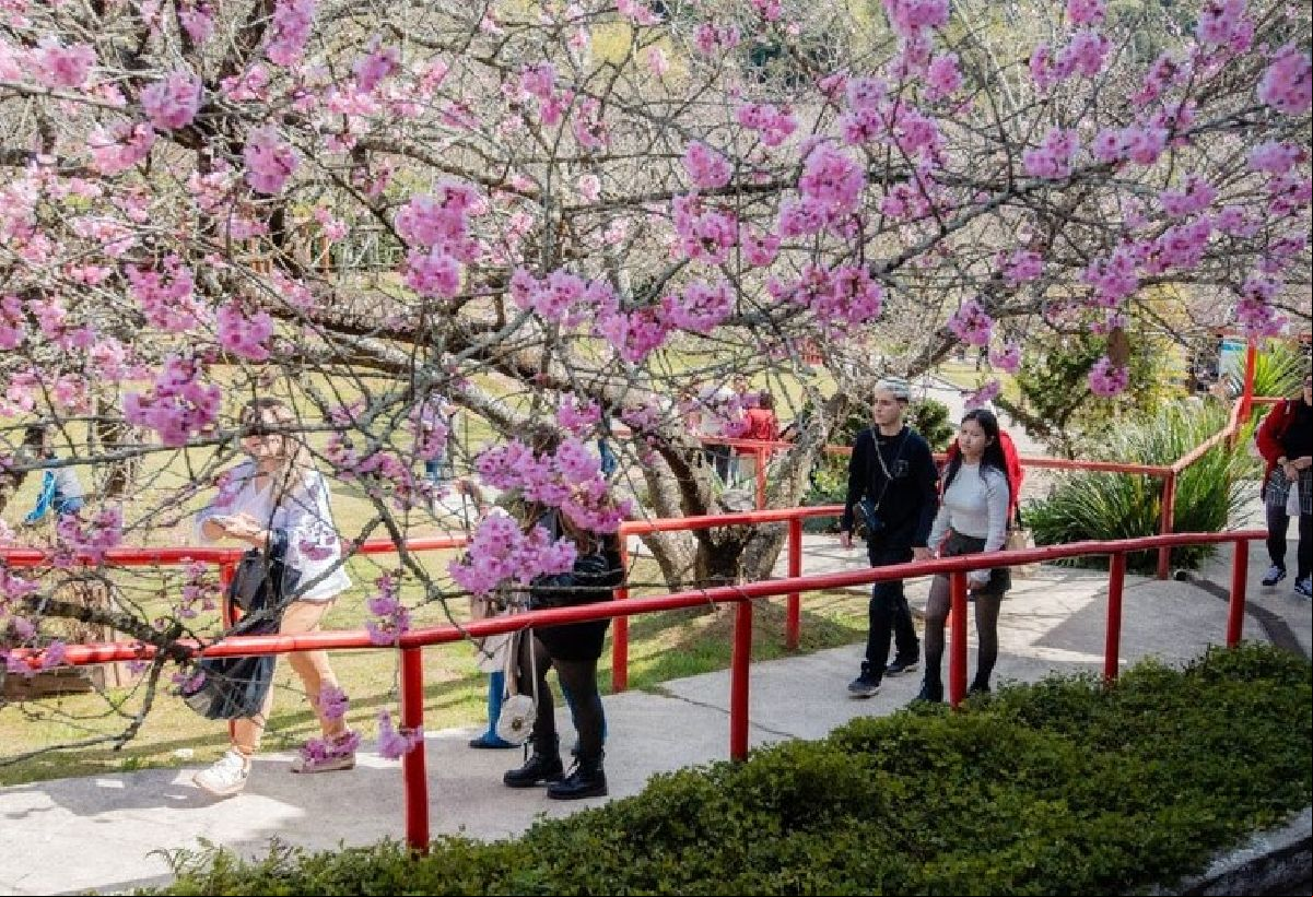 Campos do Jordão se prepara para 54ª Festa da Cerejeira em Flor em julho